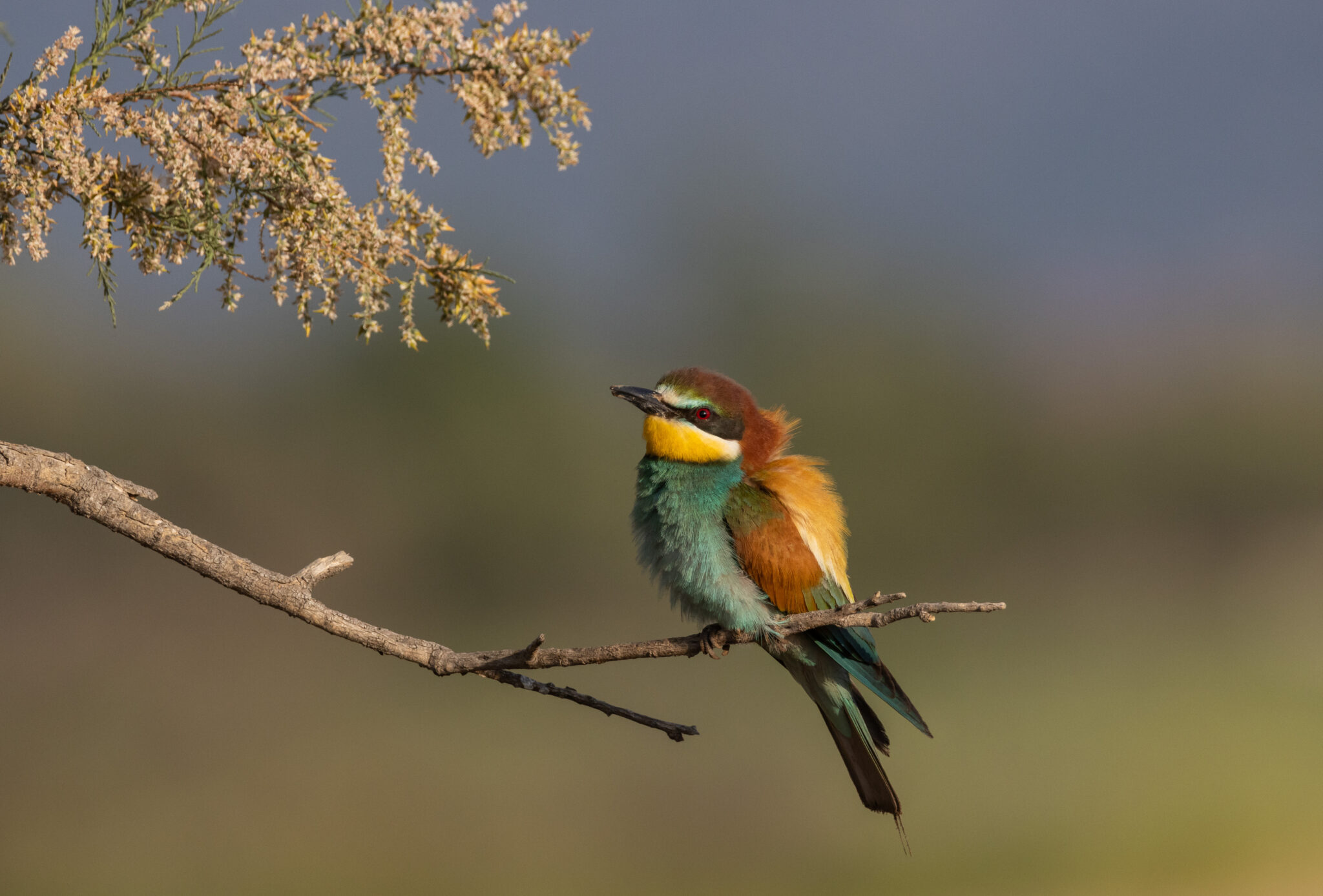 Birdwatching Lesvos