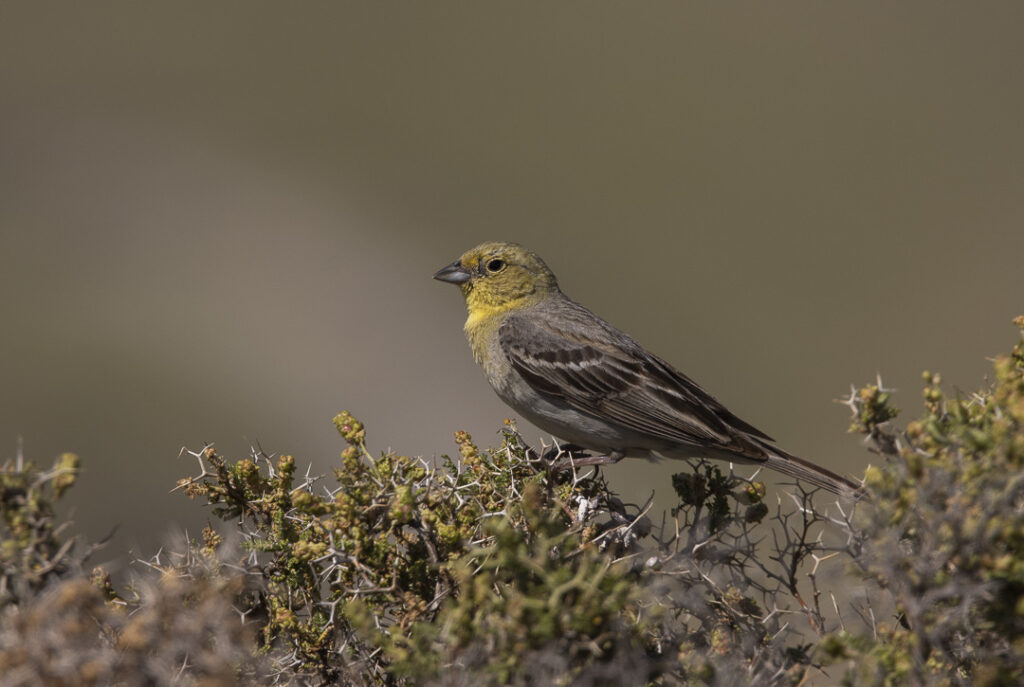 Birdwatching Lesvos