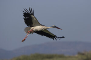 Birdwatching Lesvos