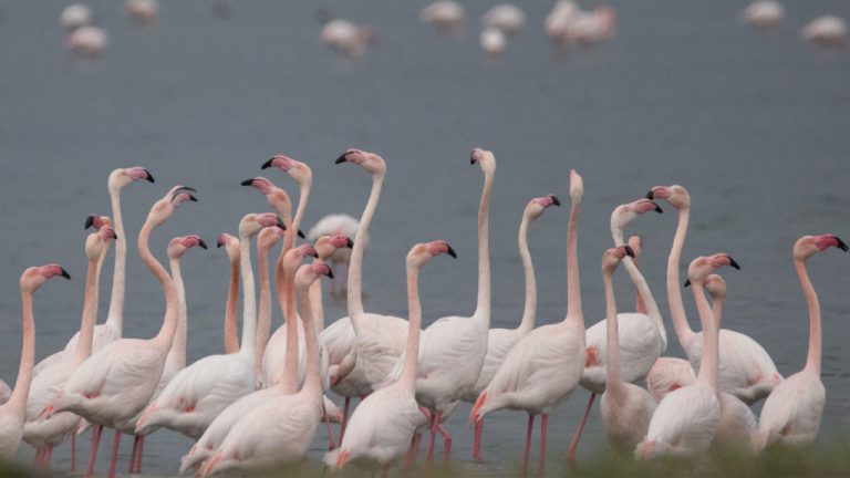 Birdwatching Lesvos